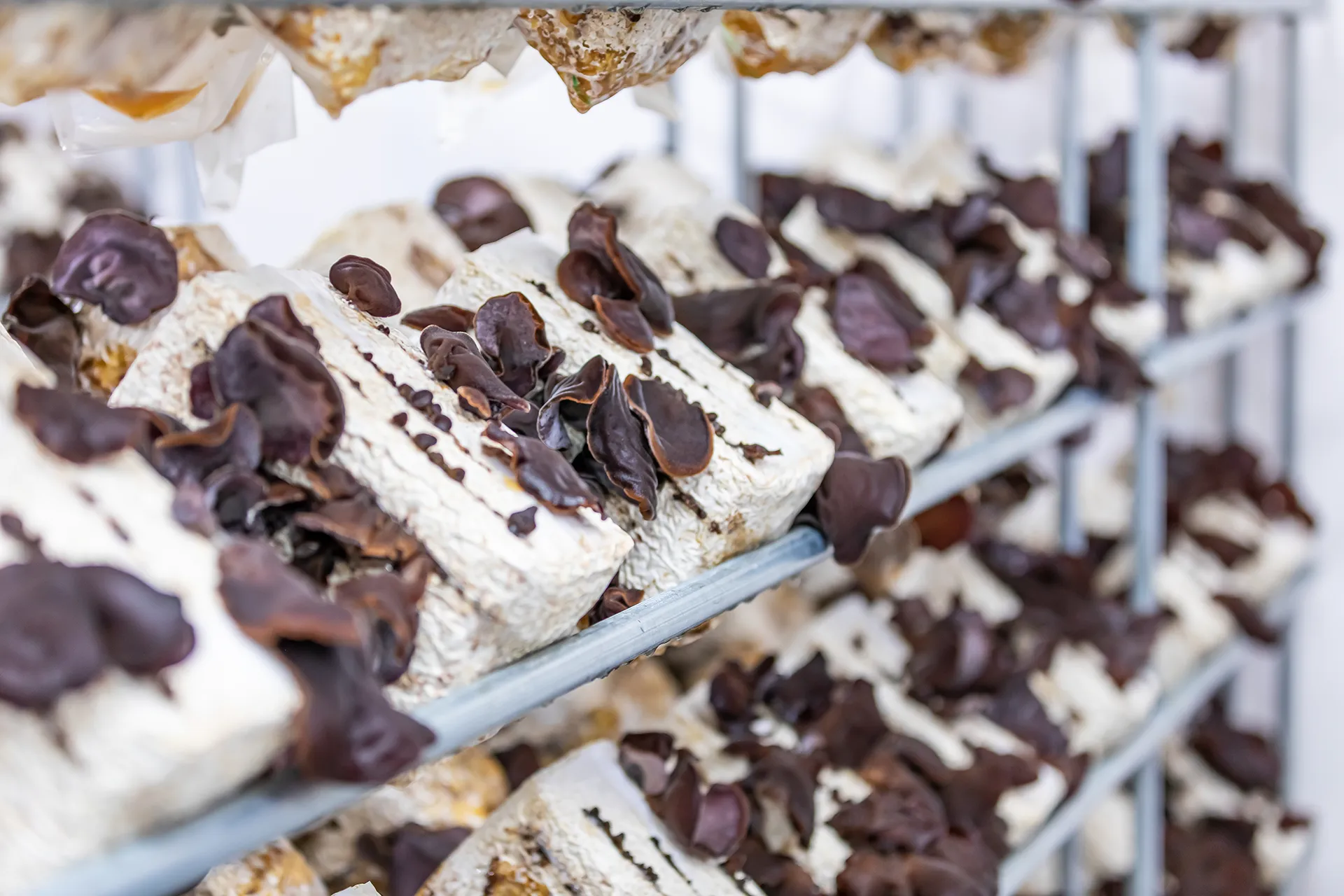 栗東きくらげファーム - 株式会社スマイディア(旧スマイ印刷)